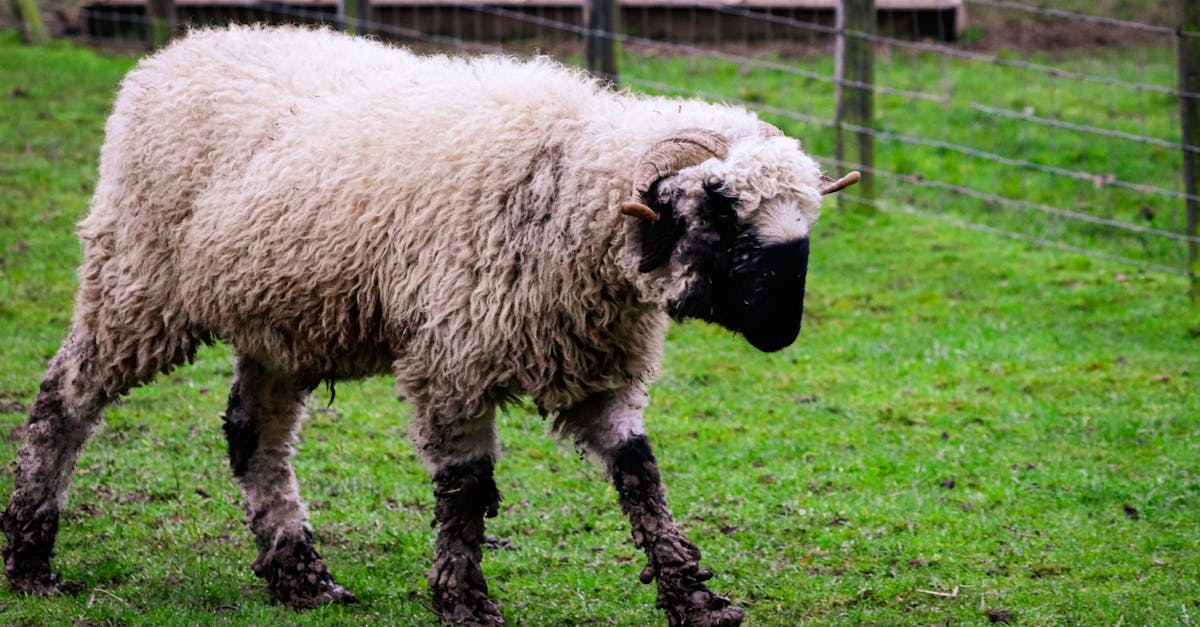 découvrez comment obtenir une certification durable pour votre entreprise. explorez les avantages d'une certification éthique et écologique, et engagez-vous vers un avenir plus responsable tout en améliorant votre image de marque.