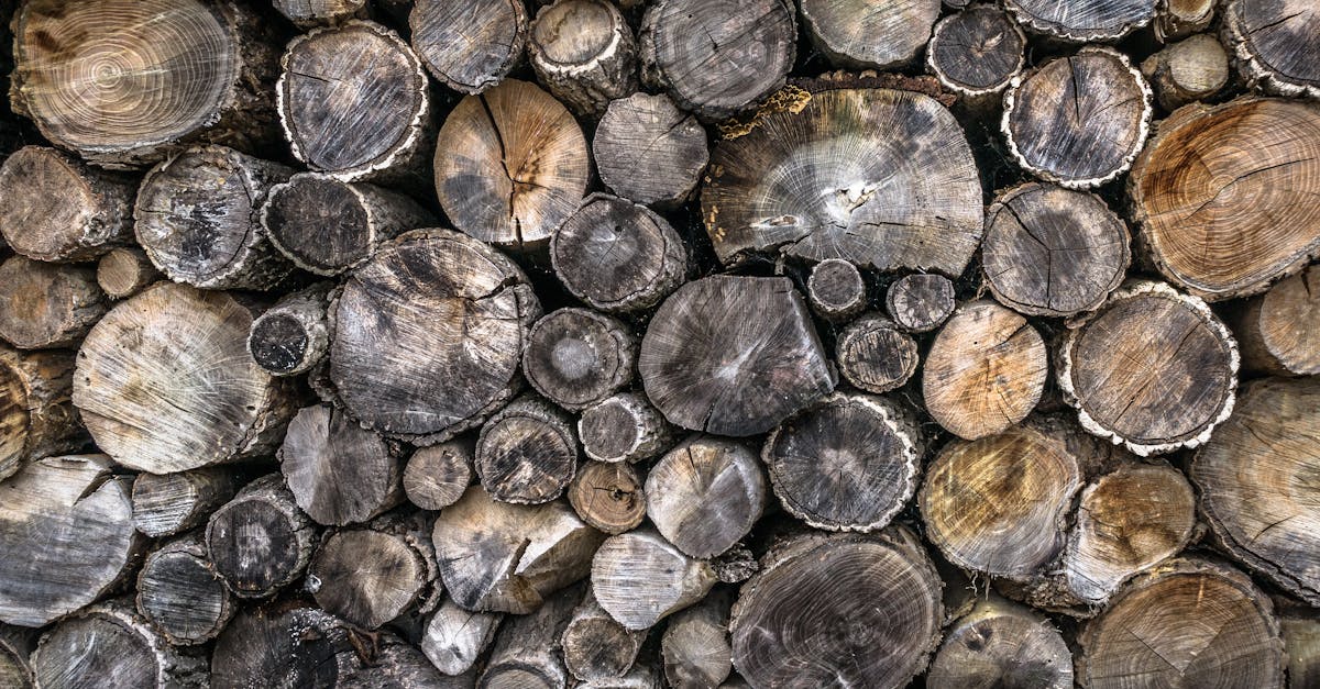 découvrez l'importance de la sylviculture durable pour préserver nos écosystèmes, favoriser la biodiversité et assurer une gestion responsable des ressources forestières. apprenez comment cette approche contribue à un avenir plus vert et équitable.