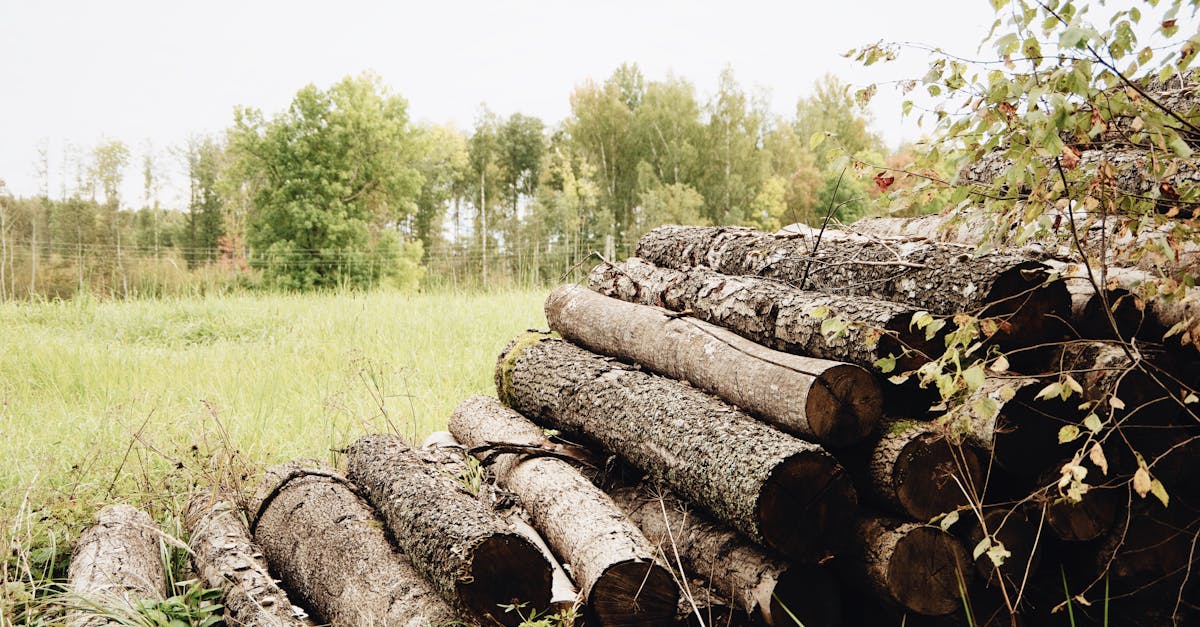 découvrez l'importance de la sylviculture durable pour la préservation de nos forêts et l'équilibre de l'écosystème. apprenez comment des pratiques respectueuses de l'environnement peuvent contribuer à la biodiversité tout en soutenant l'économie locale.