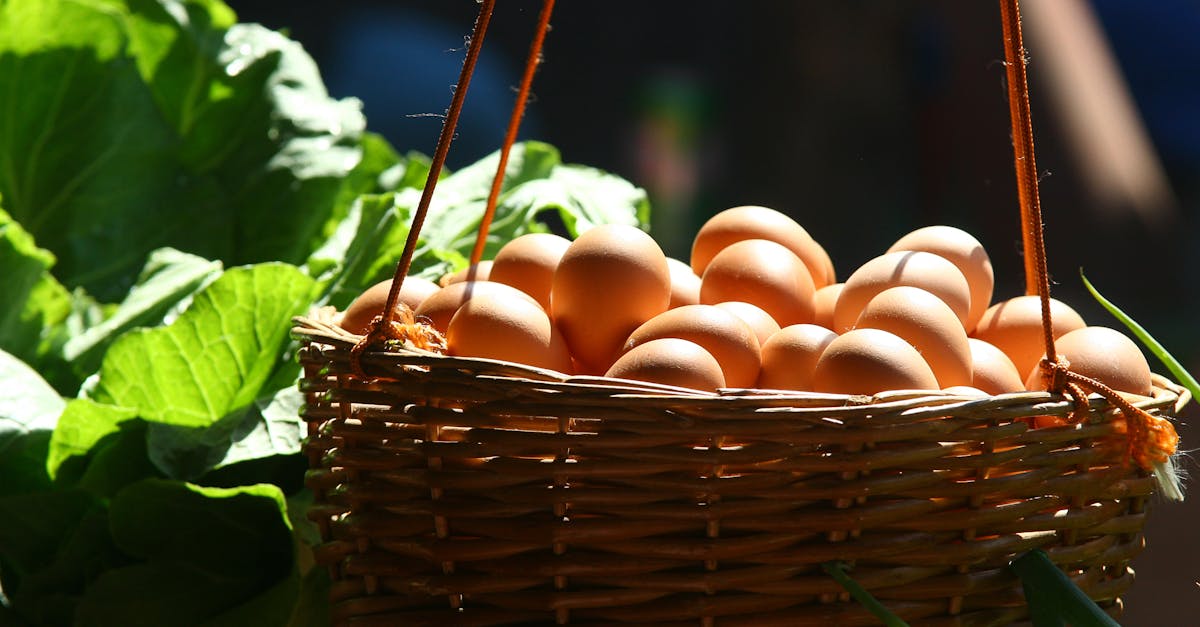découvrez comment adopter une nutrition durable qui respecte l'environnement, favorise votre santé et soutient les producteurs locaux. apprenez des astuces et des recettes pour intégrer des aliments durables dans votre alimentation quotidienne.