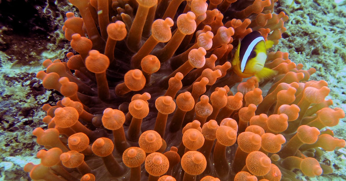découvrez le tourisme durable : une approche respectueuse de l'environnement qui favorise la préservation des écosystèmes et le soutien aux communautés locales. explorez des destinations écoresponsables et apprenez à voyager de manière responsable tout en profitant d'expériences authentiques.