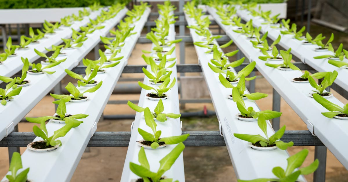 découvrez comment l'urbanisme durable transforme nos villes en espaces respectueux de l'environnement, favorisant la biodiversité, l'efficacité énergétique et la qualité de vie pour tous. explorez les stratégies innovantes et les initiatives locales pour un avenir urbain durable.