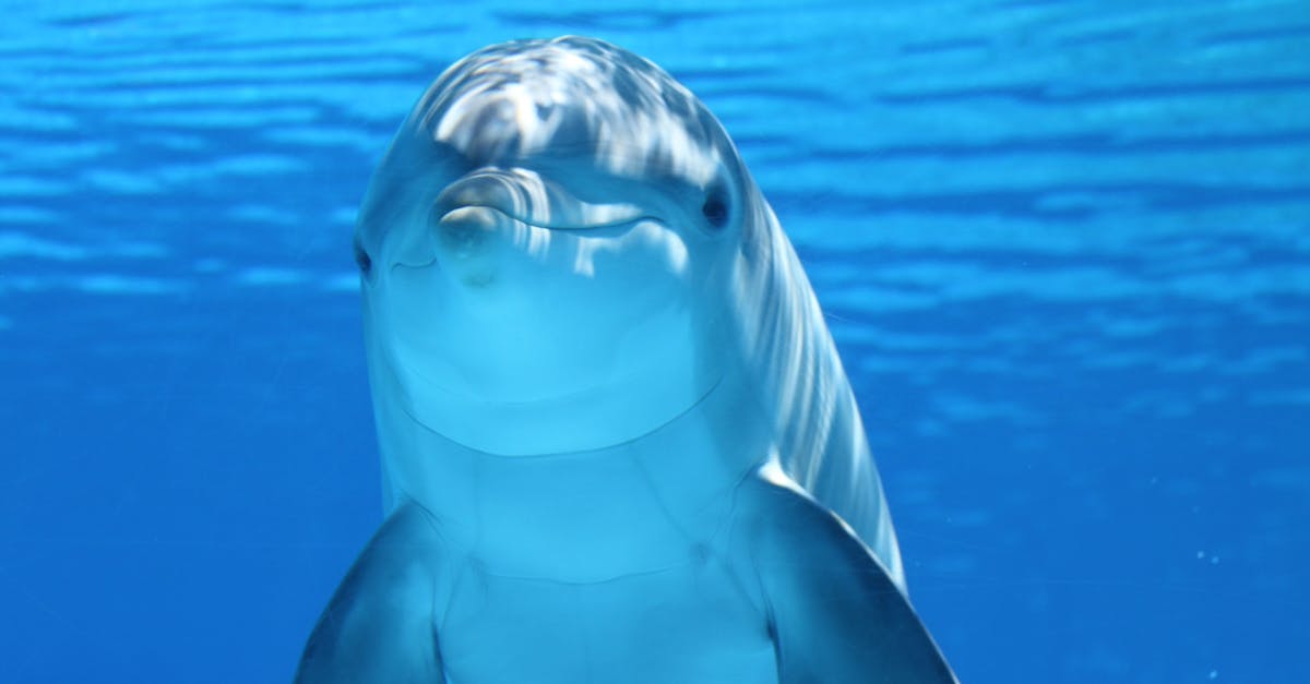 découvrez l'art fascinant de la photographie sous-marine, où chaque image capture la beauté énigmatique des océans. apprenez des techniques et des conseils pour réussir vos prises de vue sous l'eau, tout en explorant la biodiversité marine et les paysages aquatiques à couper le souffle.