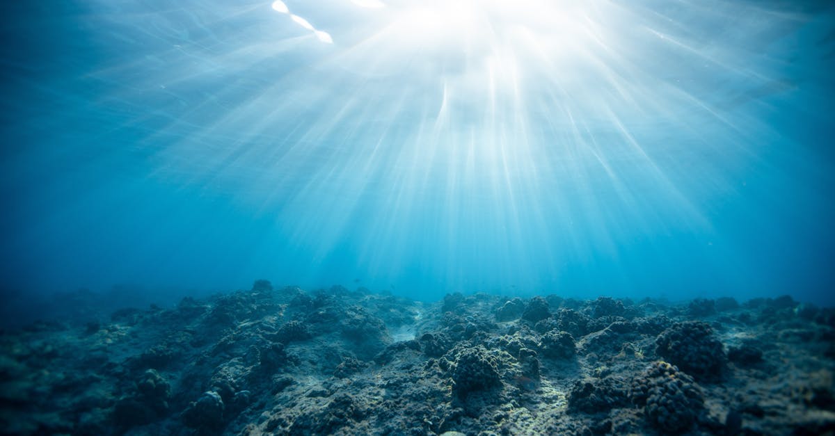 explorez les merveilles du monde sous-marin à travers la photographie sous-marine. découvrez des techniques, des conseils et des inspirations pour capturer la beauté des océans et de leurs habitants. plongez dans l'art de la photo aquatique et révélez la magie cachée sous la surface.