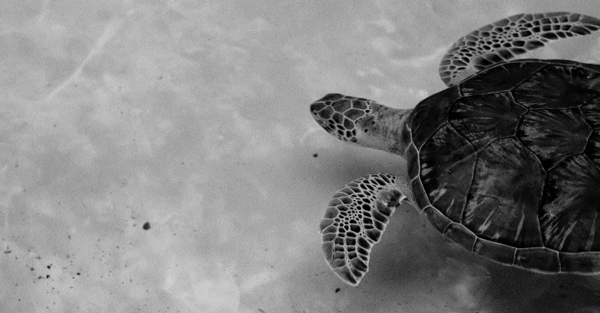 Photographie sous-marine : un monde à explorer