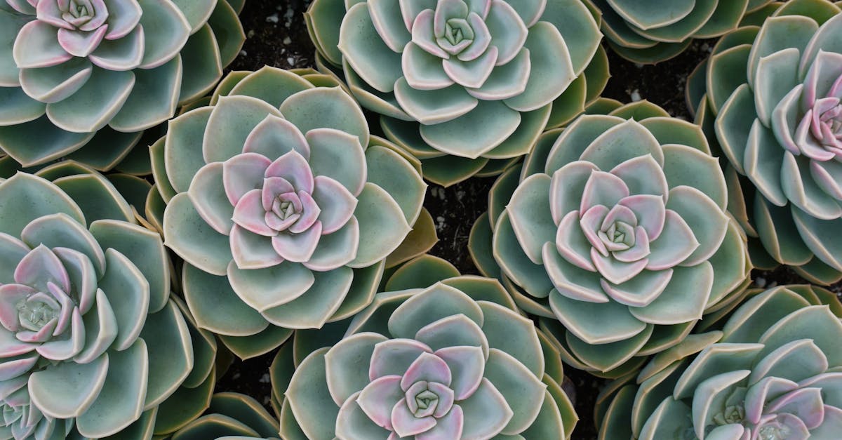 découvrez l'art du jardinage urbain, une pratique innovante qui vous permet de cultiver des plantes, légumes et herbes aromatiques même dans les espaces restreints des villes. transformez votre balcon, terrasse ou jardinière en un havre de verdure et améliorez votre qualité de vie en profitant des bienfaits du jardinage.