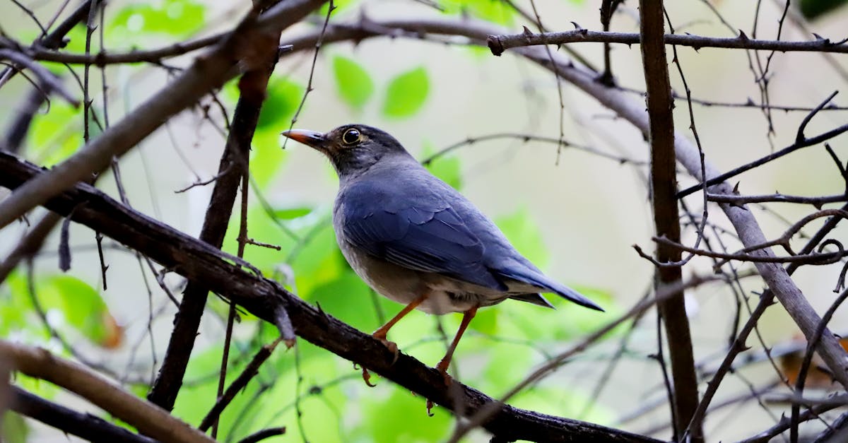 découvrez l'importance de la conservation de la faune pour préserver les écosystèmes et protéger les espèces menacées. apprenez des actions concrètes pour soutenir la biodiversité et contribuer à un avenir durable.