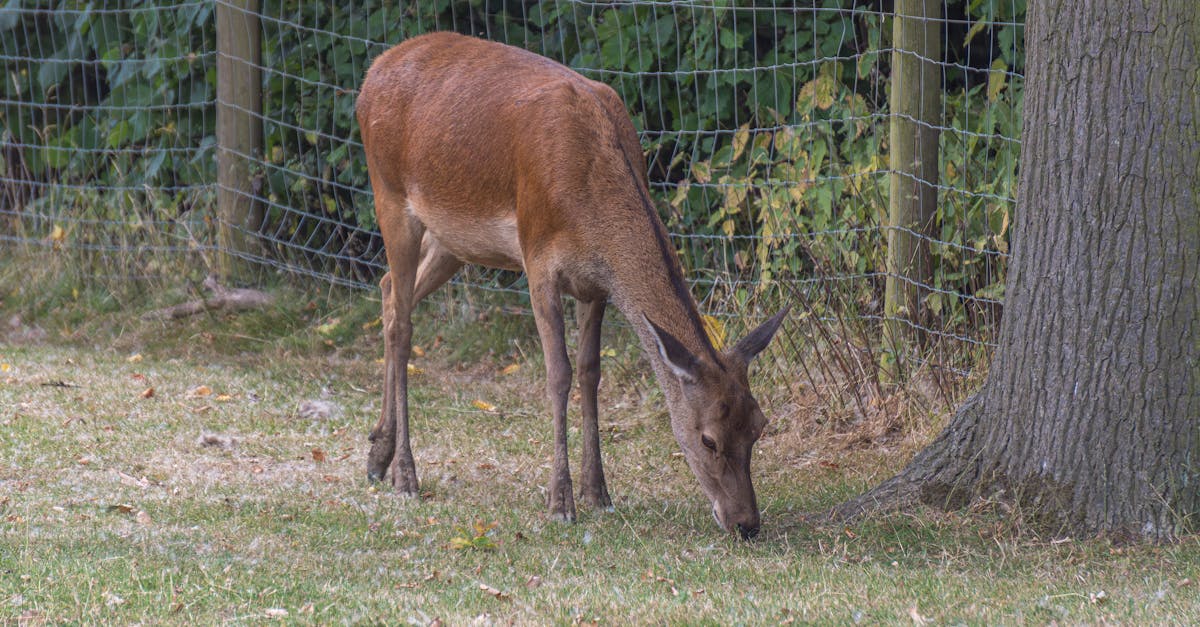 découvrez l'importance de la conservation de la faune et les efforts déployés pour protéger les espèces menacées et leurs habitats. engagez-vous pour la biodiversité et la préservation de notre planète.