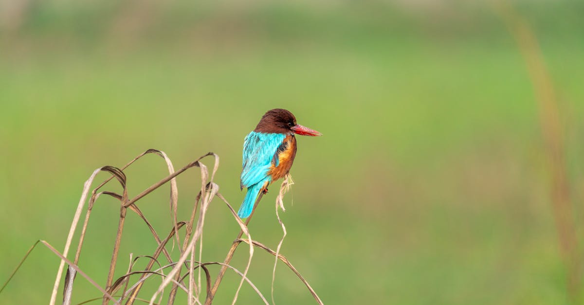 découvrez l'importance de la conservation de la faune et apprenez comment protéger les espèces menacées et préserver les habitats naturels. explorez des initiatives, des projets et des conseils pour agir en faveur de la biodiversité.