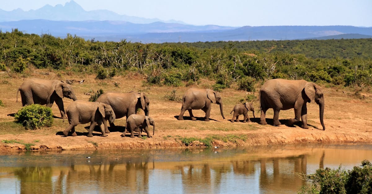 découvrez l'art fascinant de la photographie animalière, où chaque image capture la beauté et la diversité du monde sauvage. explorez des conseils pratiques, des techniques et des inspirations pour immortaliser la faune dans son habitat naturel.