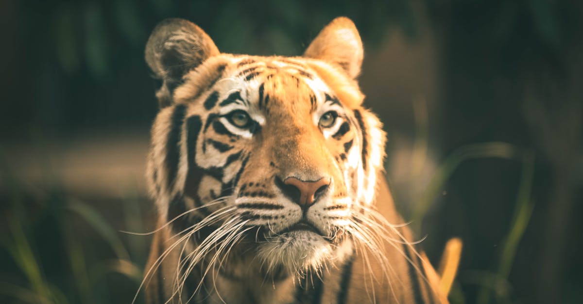 découvrez l'art de la photographie animalière, capturant la beauté et la diversité de la faune dans son habitat naturel. apprenez des techniques pour immortaliser des moments uniques et émerveillez-vous devant la magie du monde sauvage.