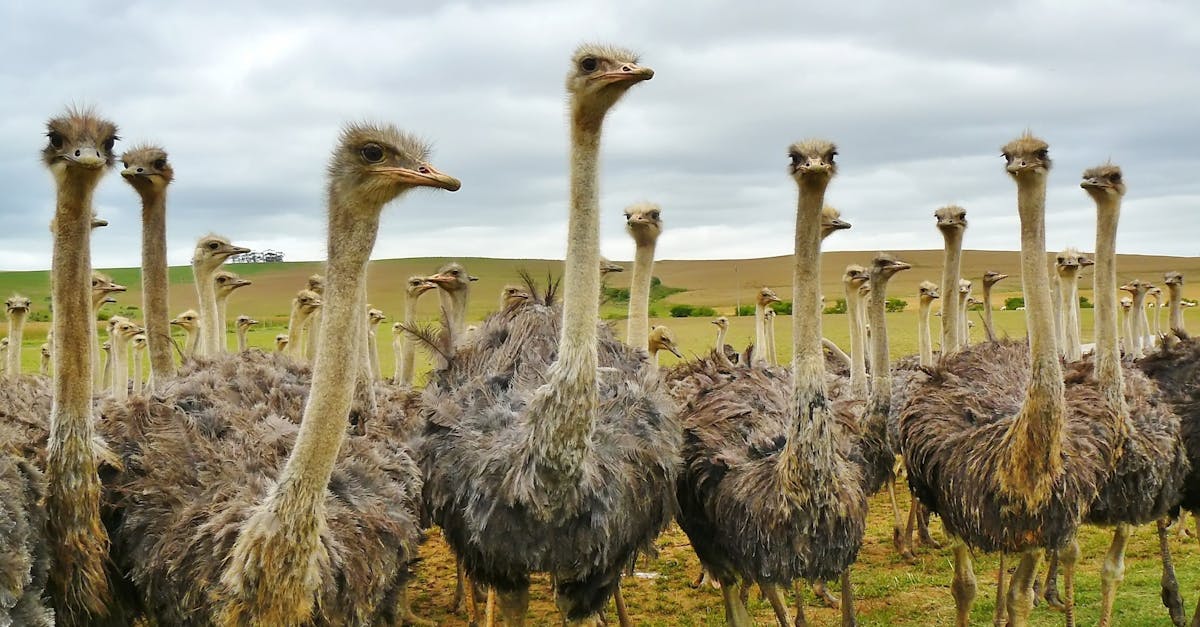 découvrez l'art de la photographie animalière, où chaque image capture la beauté et la diversité de la faune sauvage. plongez dans un monde fascinant de clichés époustouflants qui témoignent de la nature à l'état pur.