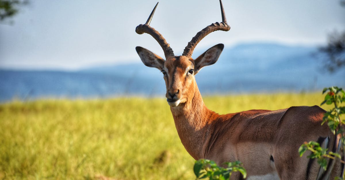 découvrez l'art de la photographie animalière, une passion qui capture la beauté et la diversité de la faune sauvage. explorez des conseils, des techniques et des histoires inspirantes pour immortaliser la nature dans toute sa splendeur.