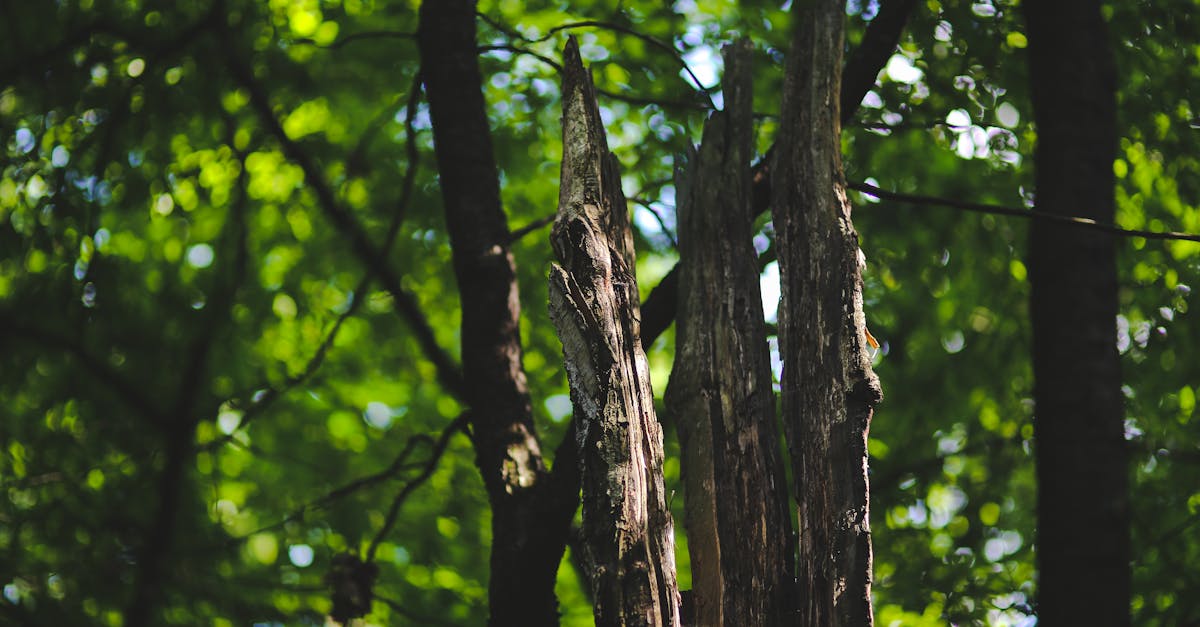 découvrez l'importance des écosystèmes dans le maintien de la biodiversité et des équilibres naturels. explorez les différents types d'écosystèmes, leurs interactions et leur rôle clé dans la survie de notre planète.