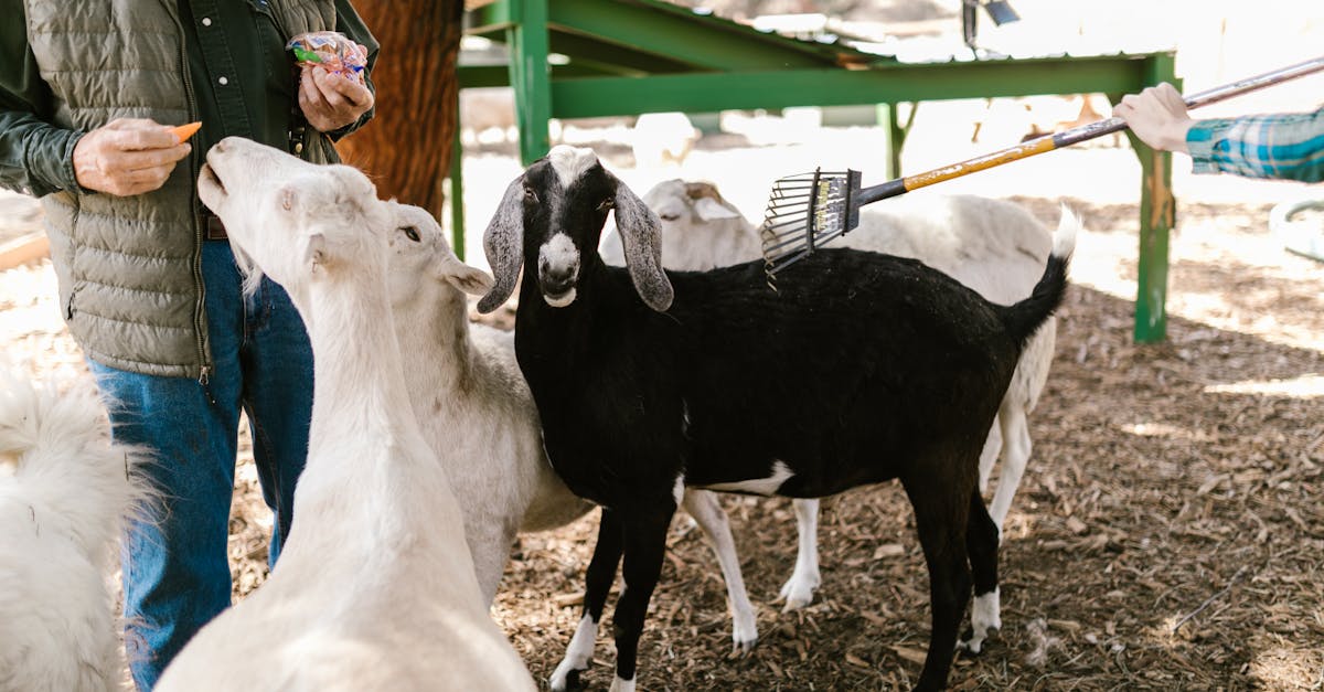 découvrez l'élevage animal éthique, une pratique qui respecte le bien-être des animaux tout en assurant une production durable. apprenez comment cette approche bénéfique influence la qualité des produits et préserve notre environnement.
