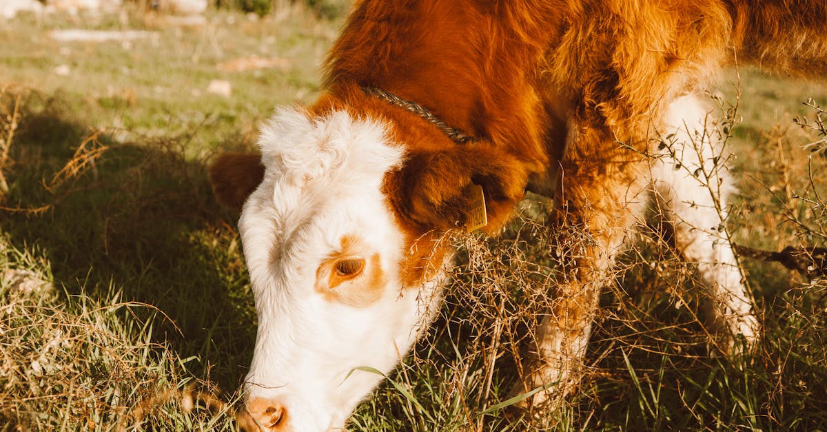 découvrez les pratiques d'élevage animalier éthique, qui respectent le bien-être des animaux tout en favorisant des méthodes durables et responsables. apprenez comment ces approches contribuent à une agriculture plus saine et respectueuse de l'environnement.
