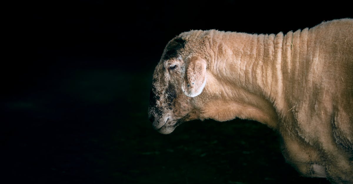 Comment élever des animaux de manière éthique en cuisine