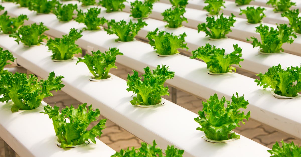 Les impacts de l’industrie alimentaire sur notre planète