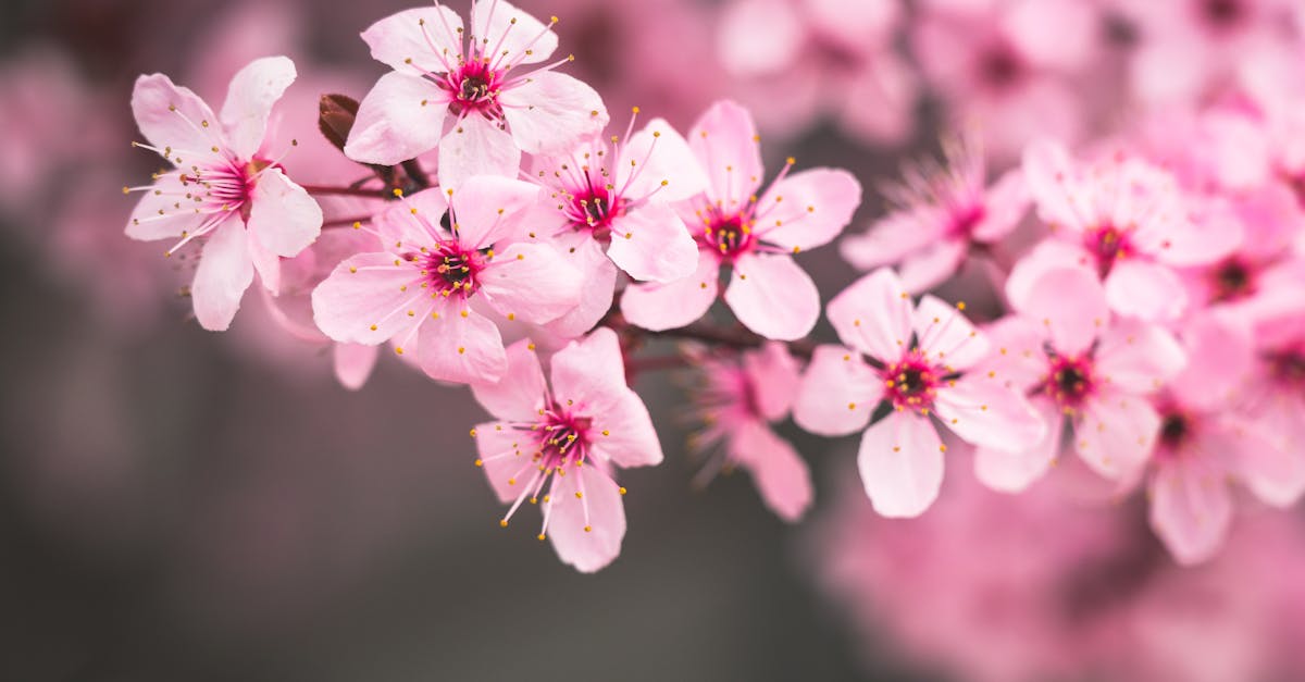 découvrez l'art fascinant de la macrophotographie, où chaque détail de la nature se révèle dans toute sa splendeur. apprenez les techniques essentielles, les conseils d'équipement et les astuces pour capturer des images saisissantes de petits sujets, des insectes aux plantes. plongez dans un monde miniature et laissez libre cours à votre créativité à travers l'objectif.