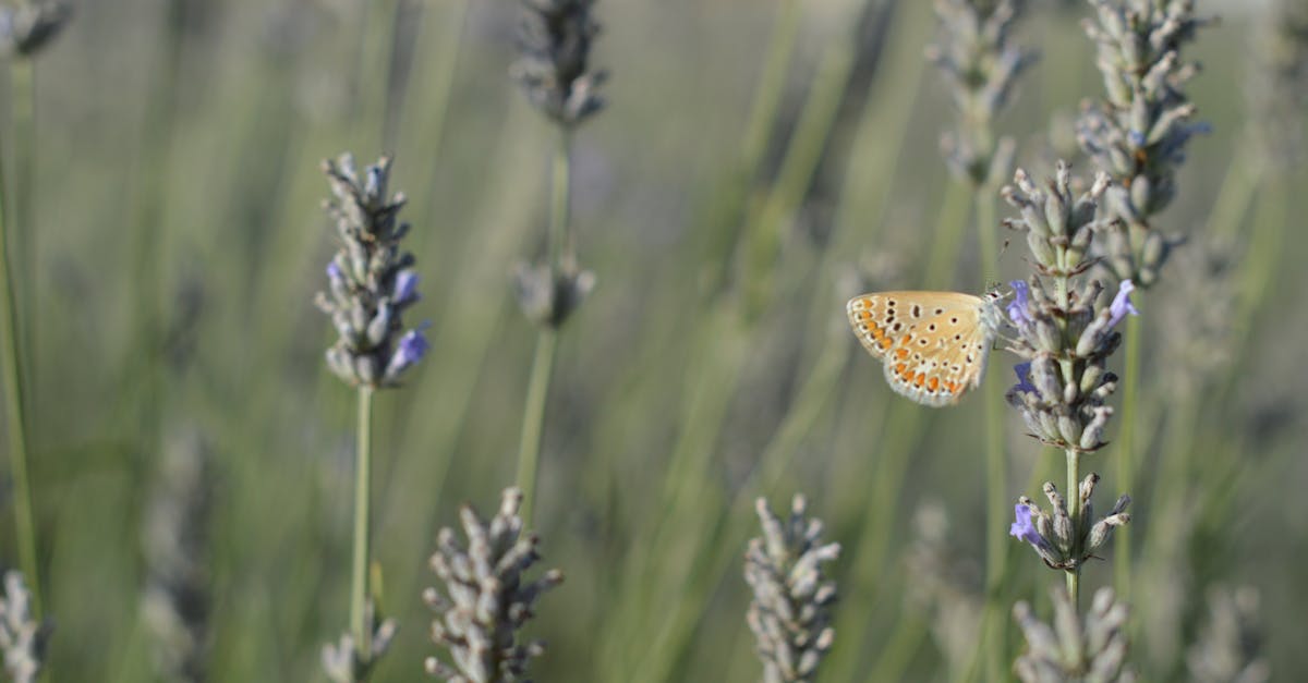 Les meilleures destinations pour la macrophotographie