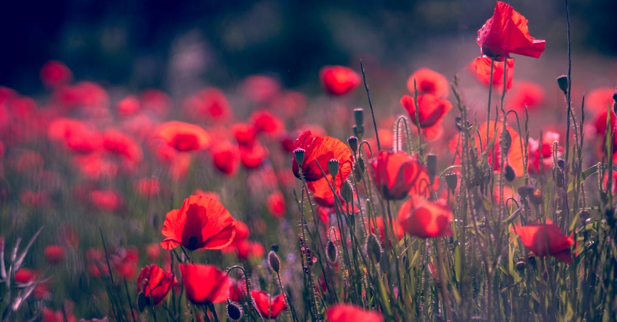 découvrez la beauté époustouflante de la nature à travers la photographie. immortalisez des paysages à couper le souffle, des animaux majestueux et des scènes de la vie sauvage qui capturent l'essence même de notre planète.