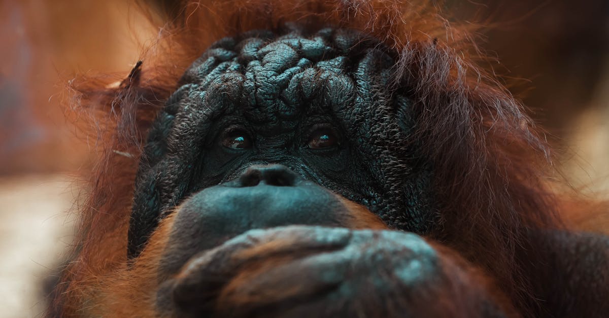 La photographie de nature dans le monde des réseaux sociaux