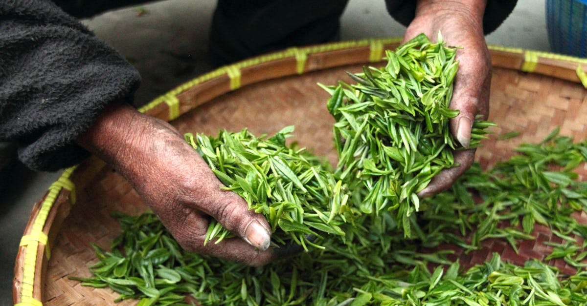 découvrez l'art de la culture biologique, une méthode respectueuse de l'environnement qui privilégie les pratiques durables et la santé des sols. apprenez les techniques essentielles pour cultiver des plantes sans pesticides ni engrais chimiques, tout en préservant la biodiversité et en favorisant la qualité des récoltes.