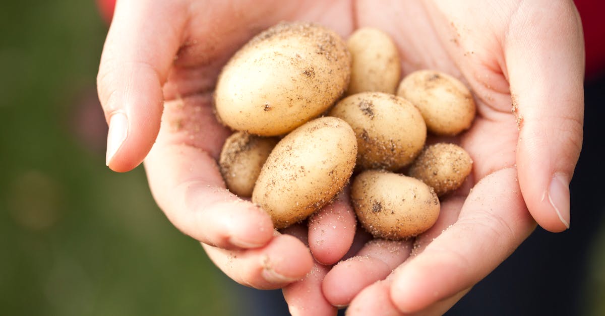 découvrez la permaculture, un système durable qui allie agriculture et respect de l'écosystème. apprenez à cultiver votre jardin de manière éthique et productive tout en préservant la biodiversité et en optimisant les ressources naturelles.
