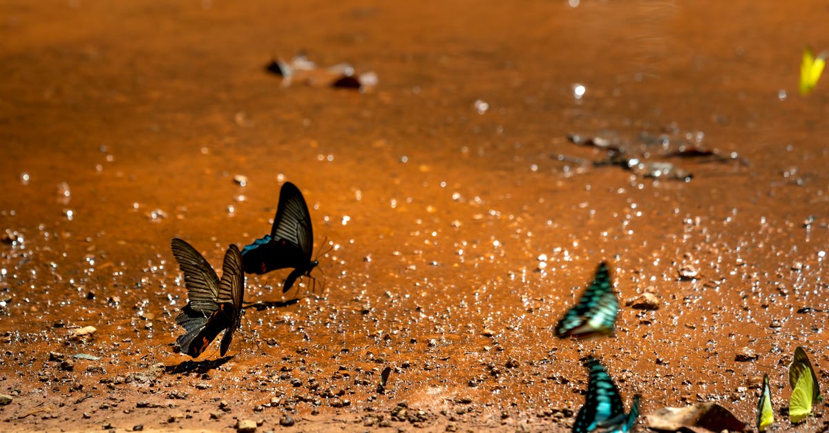 découvrez l'univers fascinant des pollinisateurs et leur rôle essentiel dans la pollinisation des plantes. apprenez comment ces espèces, des abeilles aux papillons, contribuent à la biodiversité et à la production alimentaire. protégeons ensemble nos précieux pollinisateurs !
