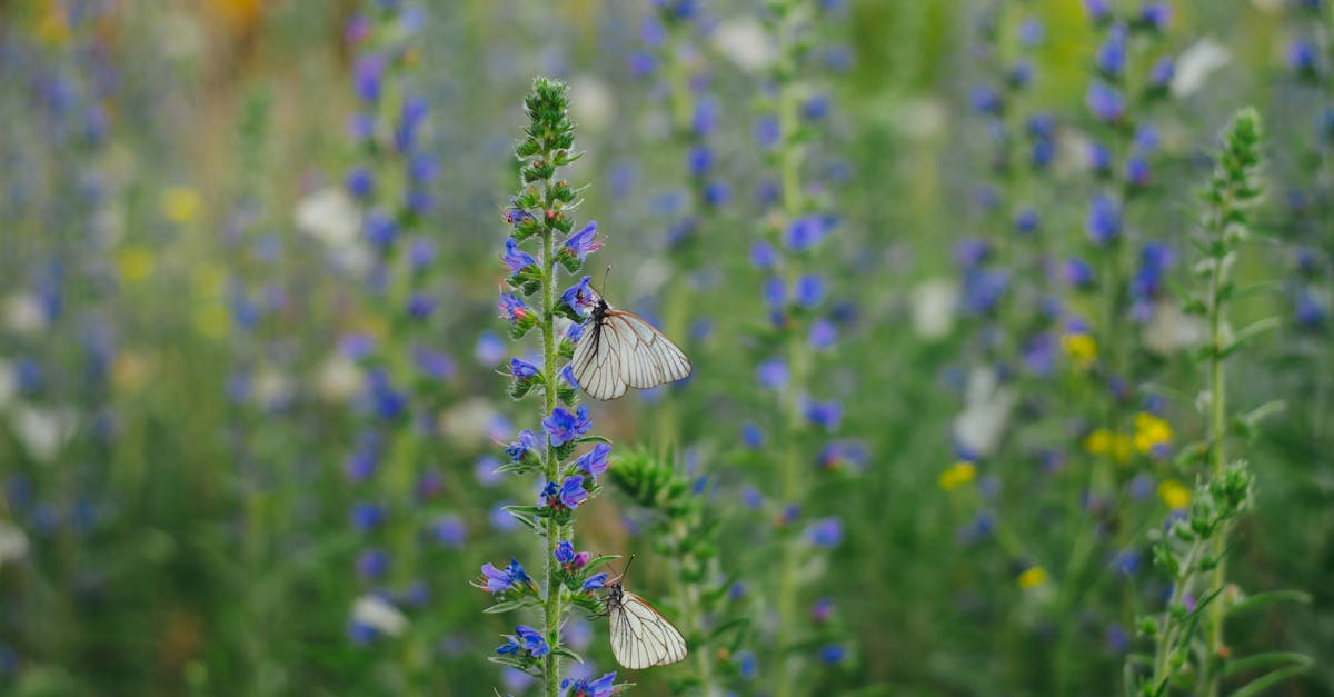 Comment photographier les insectes pollinisateurs