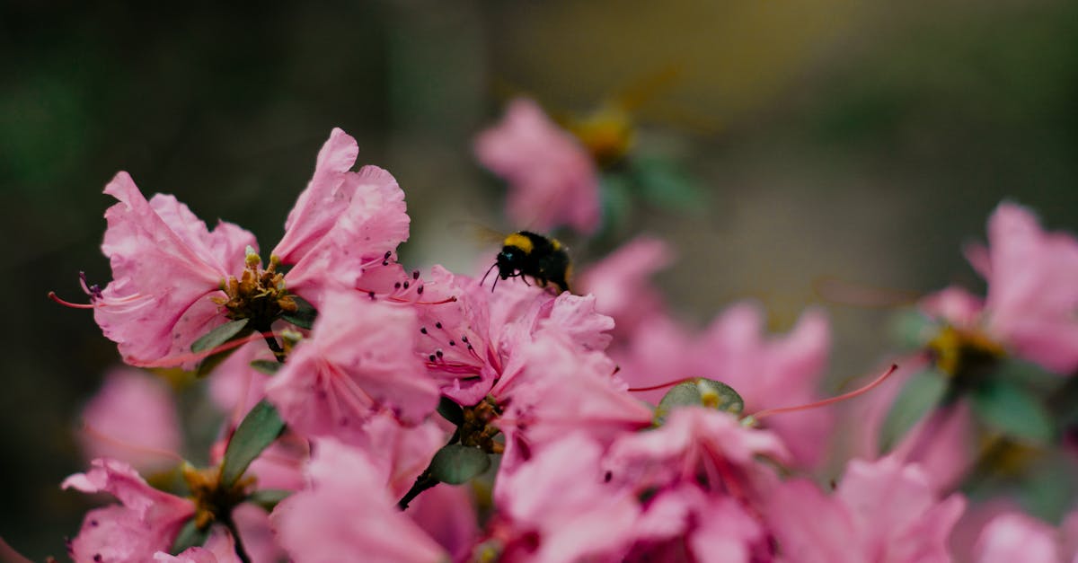 découvrez le rôle essentiel des pollinisateurs dans notre écosystème. apprenez comment ces insectes et animaux contribuent à la reproduction des plantes, à la biodiversité et à la sécurité alimentaire. protégez-les pour préserver notre environnement !
