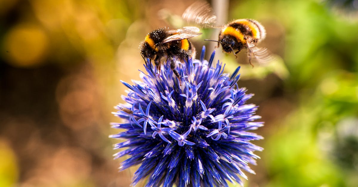 découvrez l'importance des pollinisateurs pour notre écosystème. apprenez comment ces petites créatures, comme les abeilles et les papillons, jouent un rôle crucial dans la pollinisation des plantes et la production alimentaire. protégeons-les pour un avenir durable!