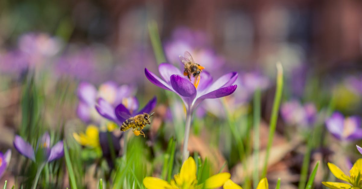 découvrez le rôle essentiel des pollinisateurs dans notre écosystème. apprenez comment ces créatures fascinantes contribuent à la pollinisation des plantes, à la biodiversité et à la production alimentaire. un voyage instructif au cœur de la nature et de ses alliés indispensables.