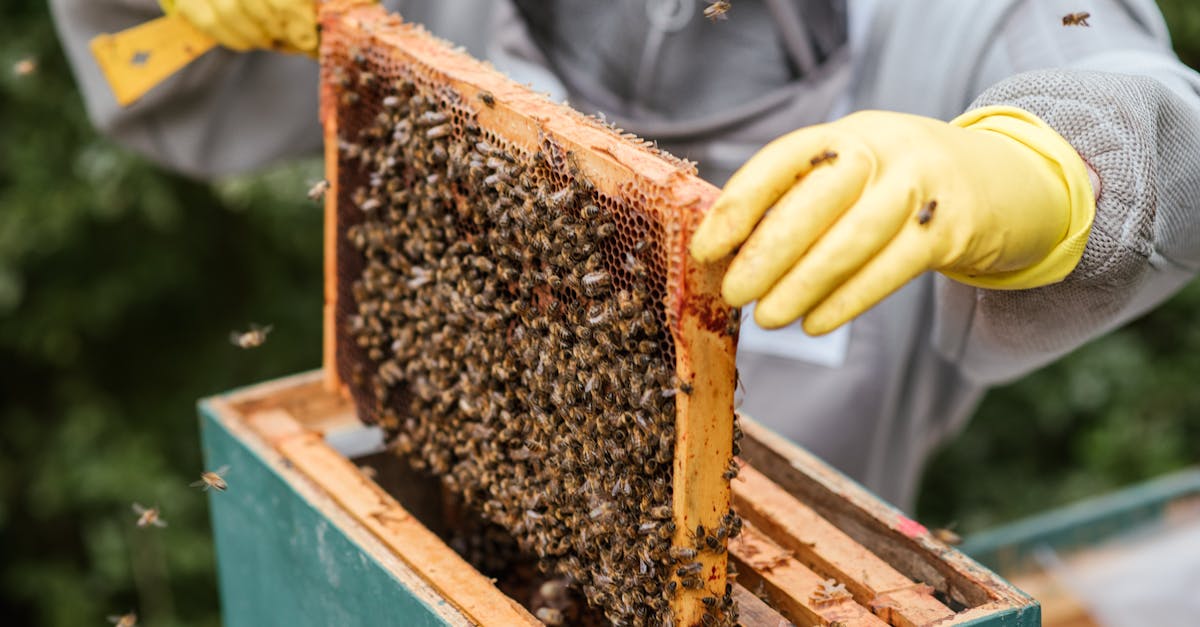 Comment protéger les pollinisateurs