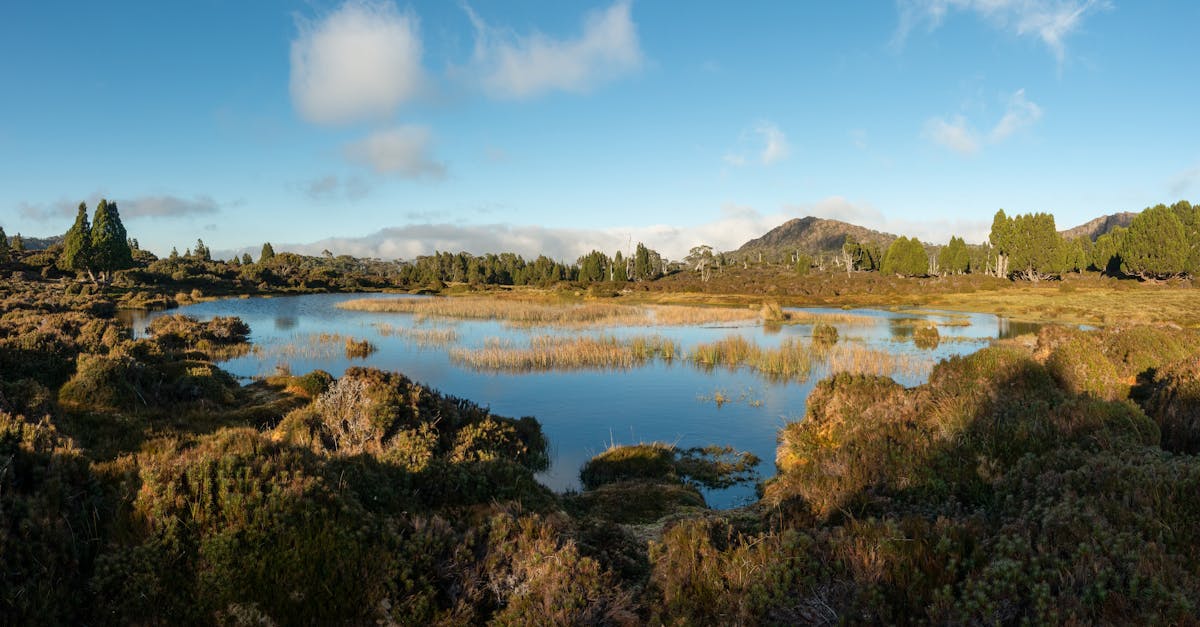 découvrez l'importance des aires protégées pour la conservation de la biodiversité et la préservation des écosystèmes. explorez les initiatives et les stratégies mises en place pour sauvegarder ces espaces naturels essentiels.