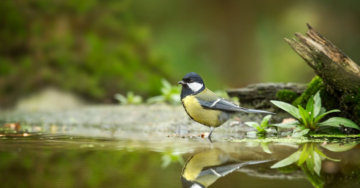 découvrez les profondeurs de la pensée et de l'introspection avec 'reflections'. plongez dans un univers de réflexions profondes et d'analyses captivantes, où chaque pensée éclaire un aspect nouveau de notre existence.