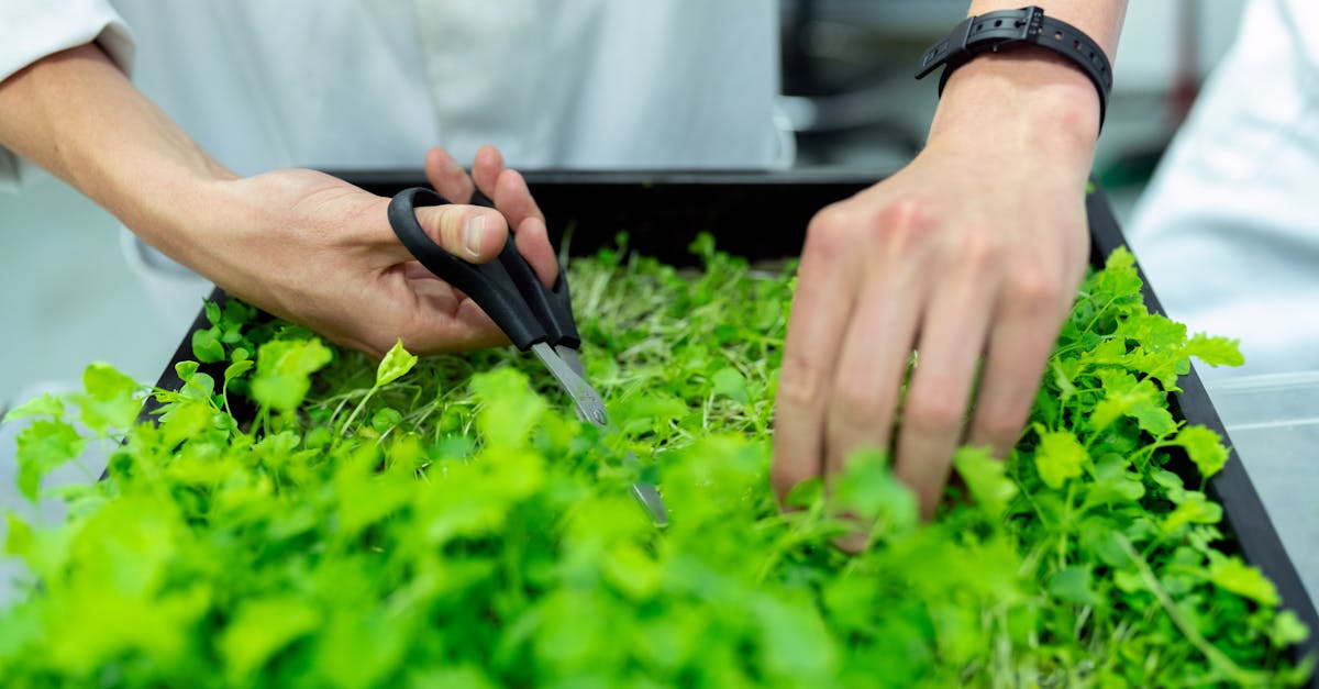 découvrez l'importance de la durabilité, ses principes clés et son impact sur l'environnement, l'économie et la société. explorez comment adopter des pratiques durables peut contribuer à un avenir meilleur pour notre planète.