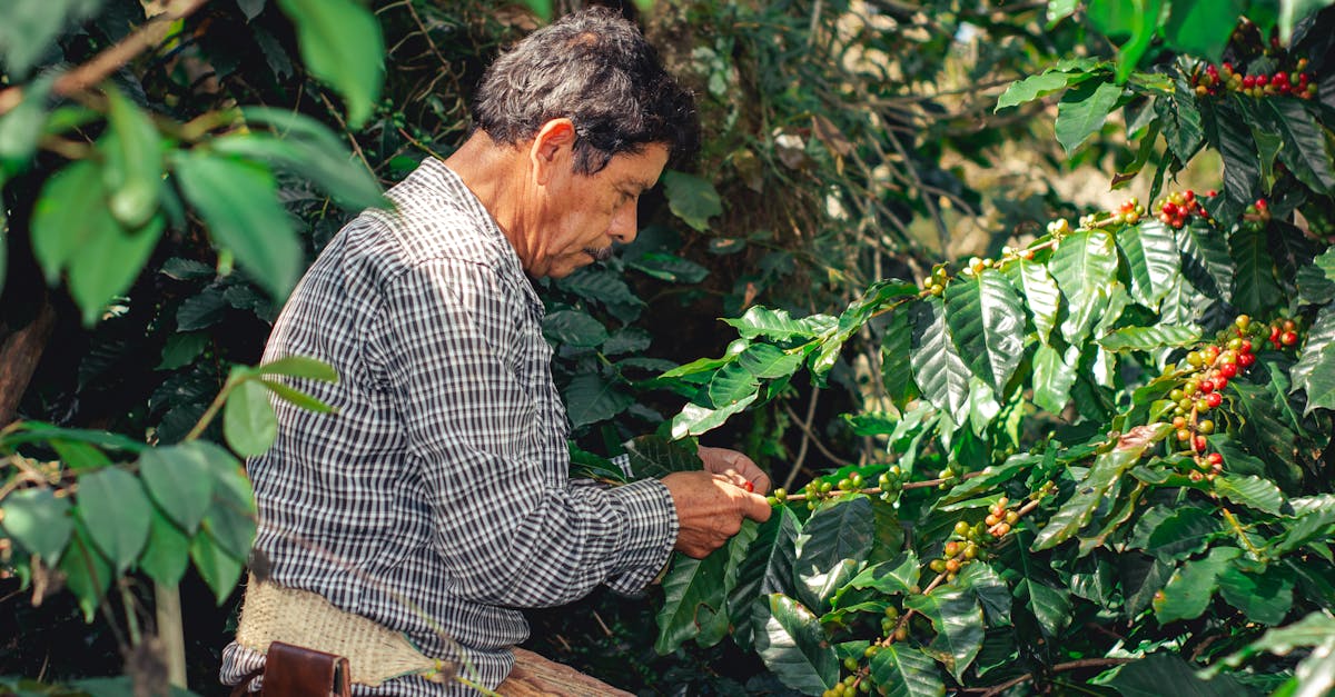 découvrez les pratiques d'agriculture durable qui préservent l'environnement tout en garantissant une production alimentaire viable. apprenez comment ces méthodes innovantes favorisent la biodiversité, réduisent l'utilisation des ressources naturelles et soutiennent les communautés locales.