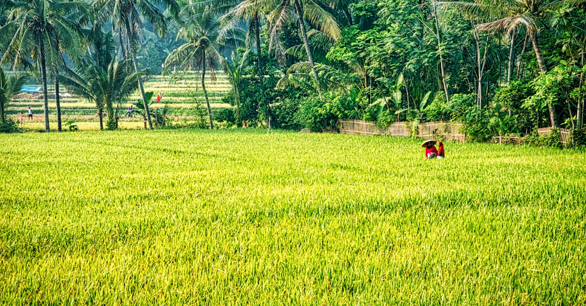 découvrez les pratiques de l'agriculture durable qui préservent l'environnement tout en garantissant des récoltes abondantes et de qualité. apprenez comment cette approche novatrice contribue à la sécurité alimentaire et à la santé des sols.