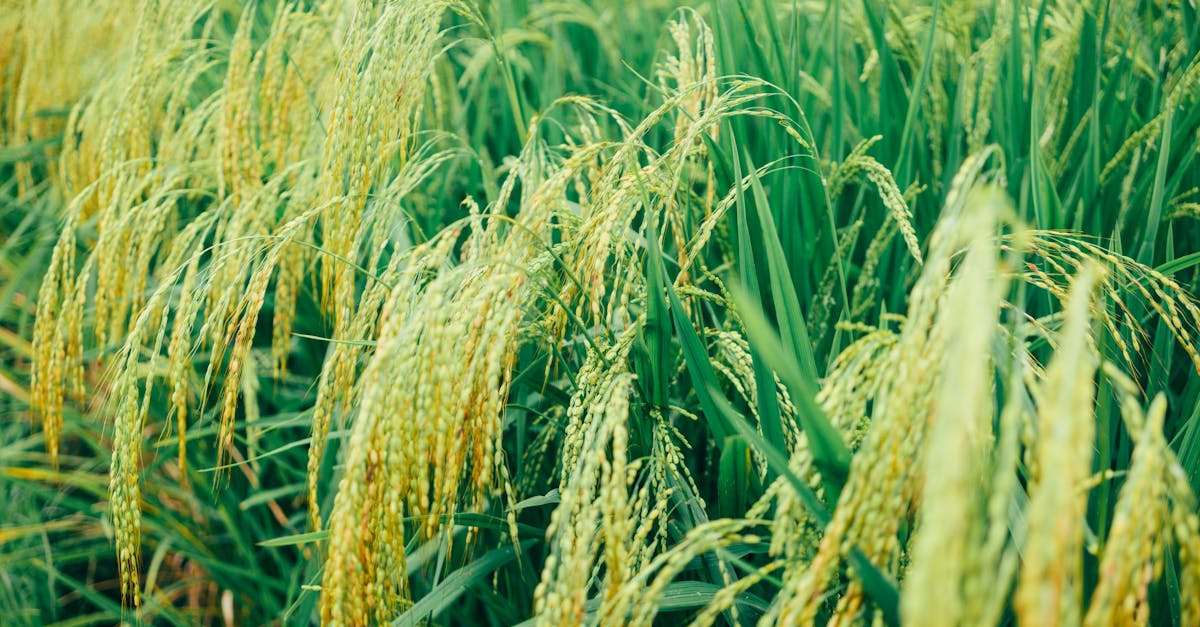 découvrez les pratiques de l'agriculture durable qui préservent l'environnement tout en produisant des aliments de qualité. explorez des techniques innovantes pour cultiver de manière responsable et soutenir un avenir alimentaire durable.