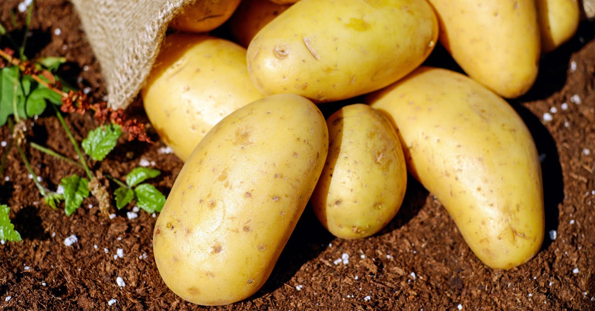 découvrez la cuisine durable : des recettes savoureuses tout en respectant l'environnement. apprenez à cuisiner avec des ingrédients locaux et de saison pour une alimentation saine et éthique.