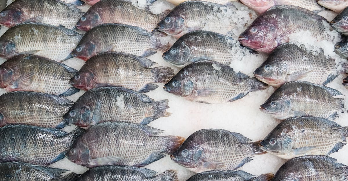 découvrez l'art de la cuisine durable, mêlant saveurs authentiques et respect de l'environnement. apprenez à cuisiner avec des ingrédients locaux et de saison, tout en réduisant votre empreinte écologique. savourez des plats délicieux qui soutiennent une alimentation consciente et écoresponsable.