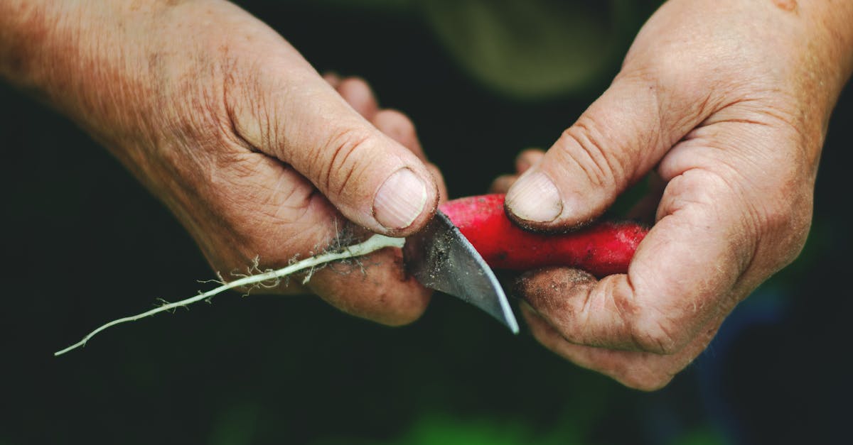 découvrez les bienfaits d'une alimentation durable : des conseils pratiques, des recettes savoureuses et des informations sur l'impact environnemental de nos choix alimentaires. adoptez un mode de vie sain tout en préservant la planète.