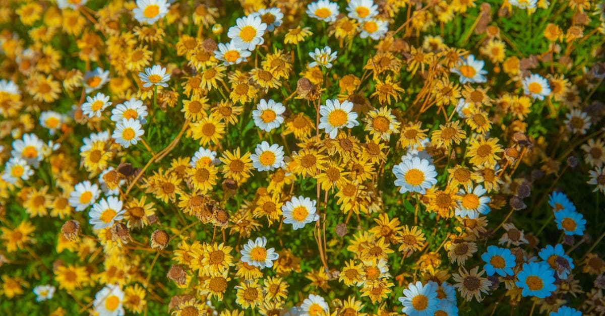 découvrez les principes du jardinage durable : cultivez votre jardin tout en respectant l'environnement grâce à des techniques éco-responsables, la gestion de l'eau, et le compostage.