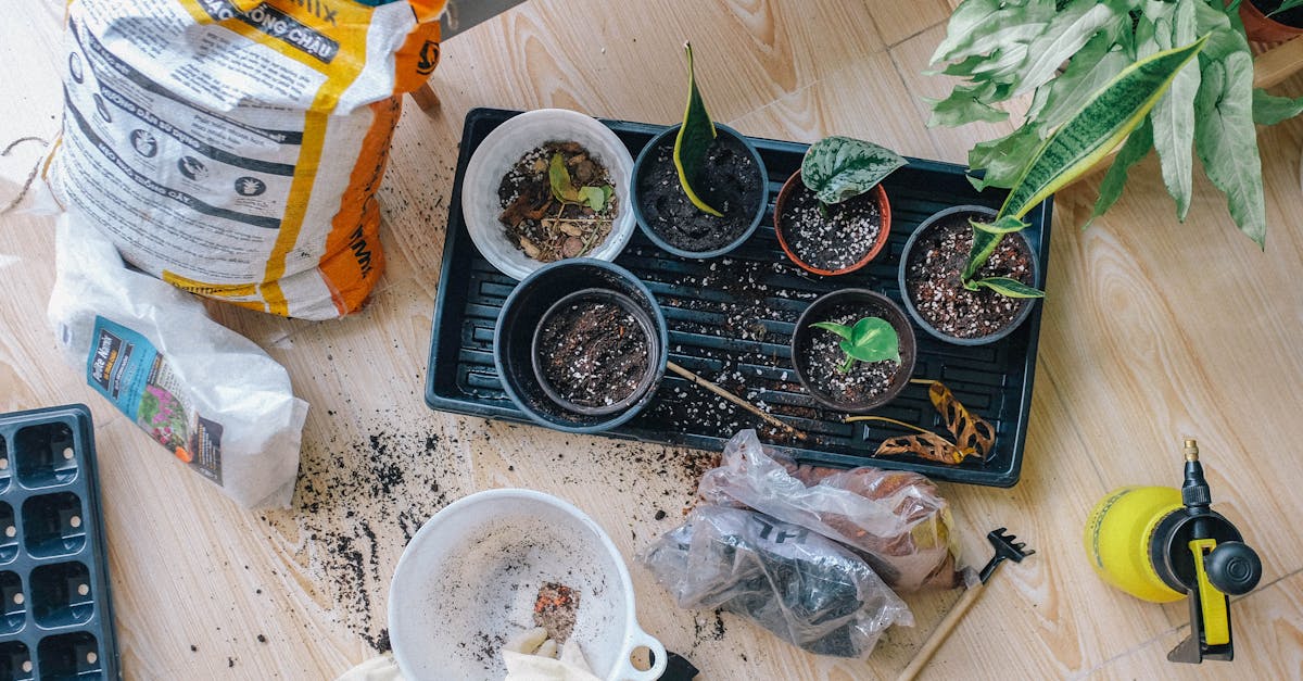 Le jardin potager comme moyen de cuisine durable