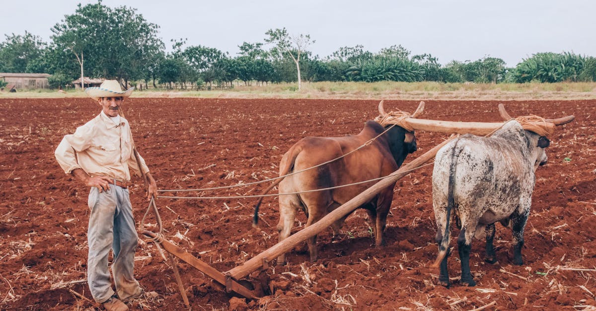 découvrez des méthodes durables pour un mode de vie écologique et responsable. apprenez comment adopter des pratiques respectueuses de l'environnement et contribuer à la préservation de notre planète.