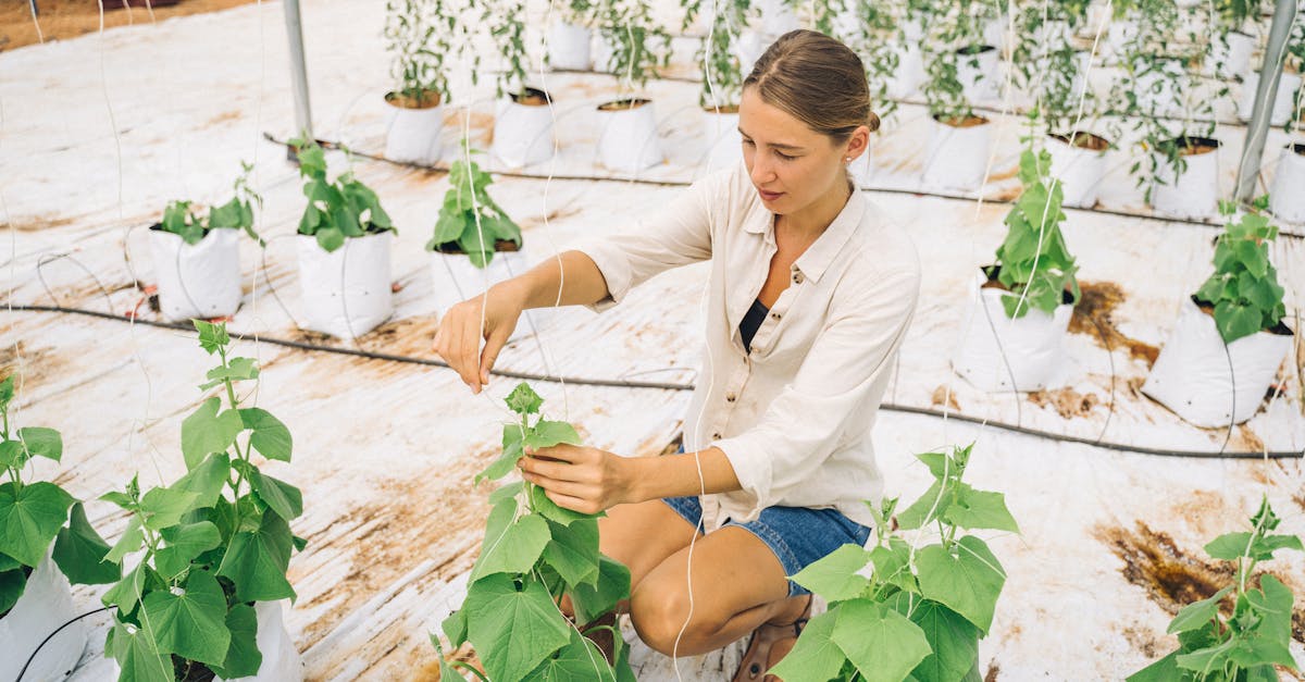 découvrez l'agriculture urbaine, une solution innovante pour cultiver des aliments frais en milieu urbain. explorez les techniques, les avantages et les initiatives qui transforment nos villes en véritables oasis de verdure.
