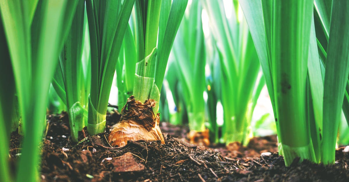 Un regard sur l’agriculture urbaine