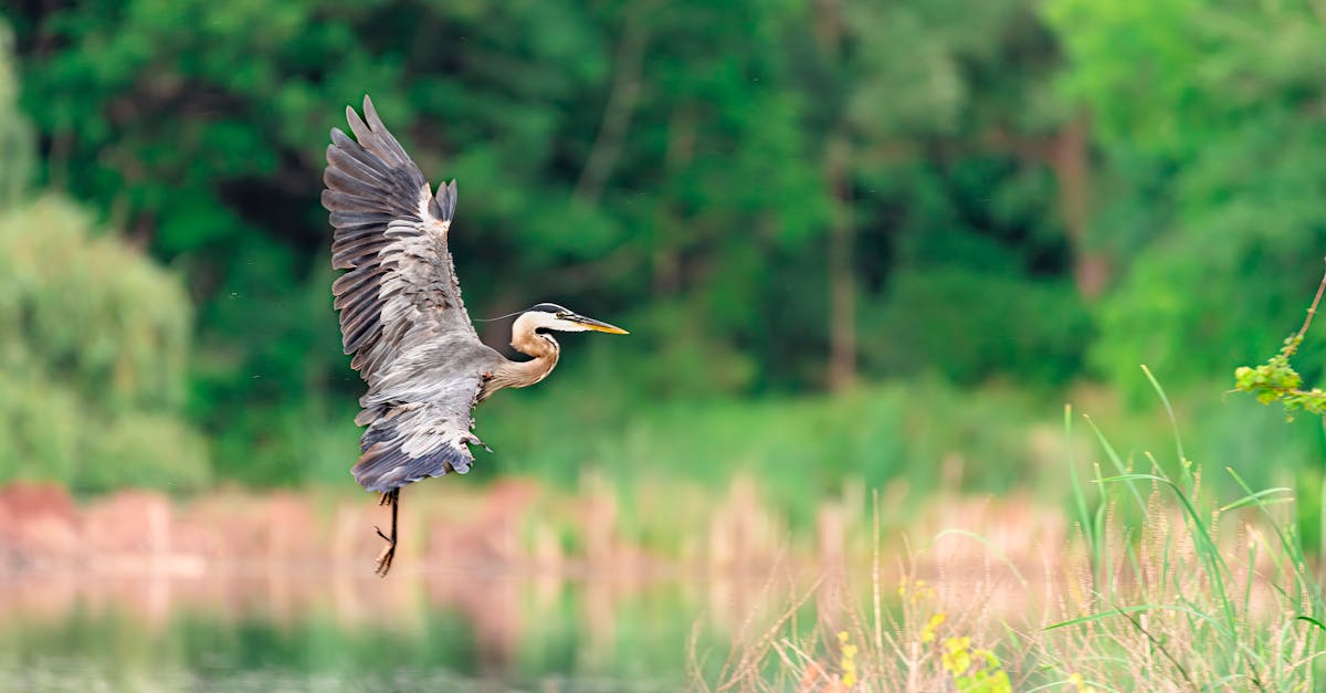 découvrez l'importance des zones humides, écosystèmes vitaux pour la biodiversité, la régulation des eaux et la lutte contre le changement climatique. explorez leur richesse naturelle et les initiatives de préservation en cours.