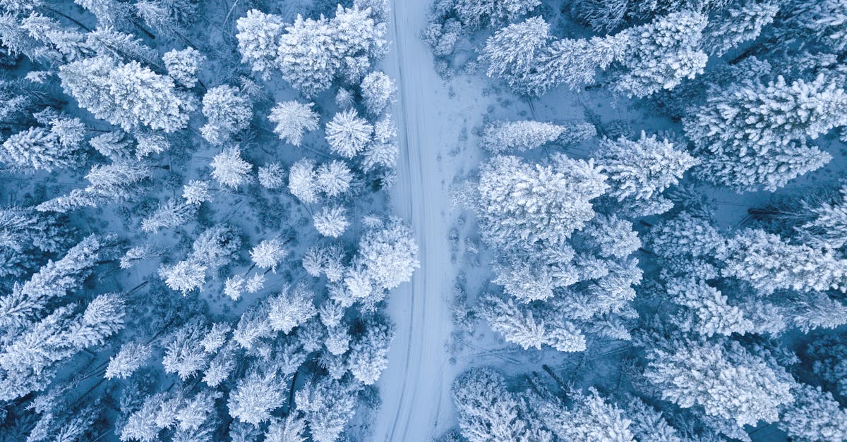 découvrez l'univers fascinant de la photographie de nature, où chaque cliché capture la beauté sauvage du monde vivant. apprenez des techniques pour immortaliser des paysages époustouflants et la faune dans son habitat naturel.